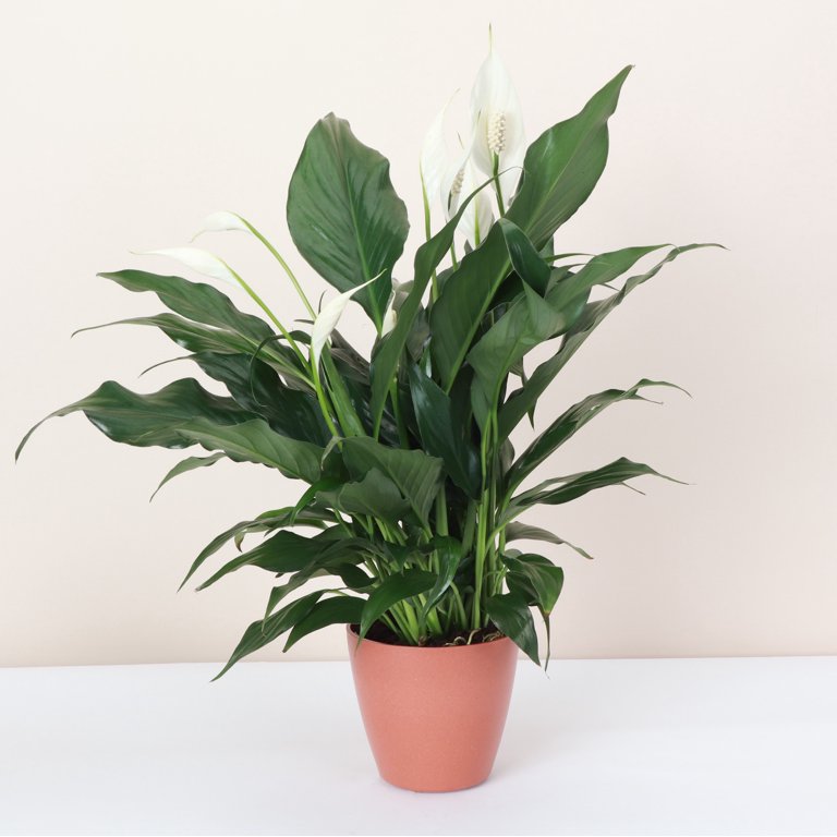 mini pineapple plant Ananas 'Mini Pineapple' main image 0