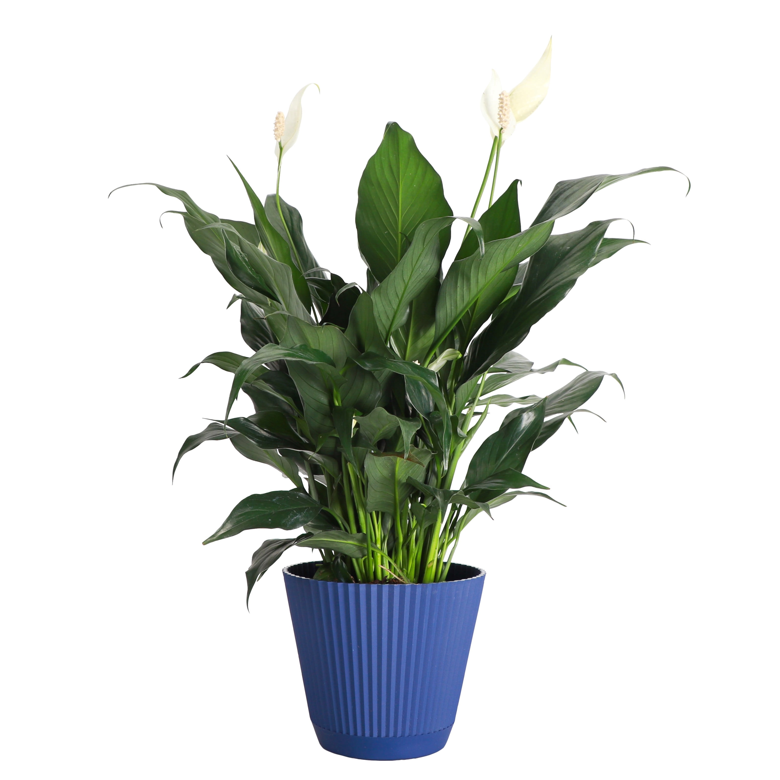 Live Peace Lily Plant - Air Purifying - Low Light - 6" Decorative Pot Cover - Thorsen's Greenhouse