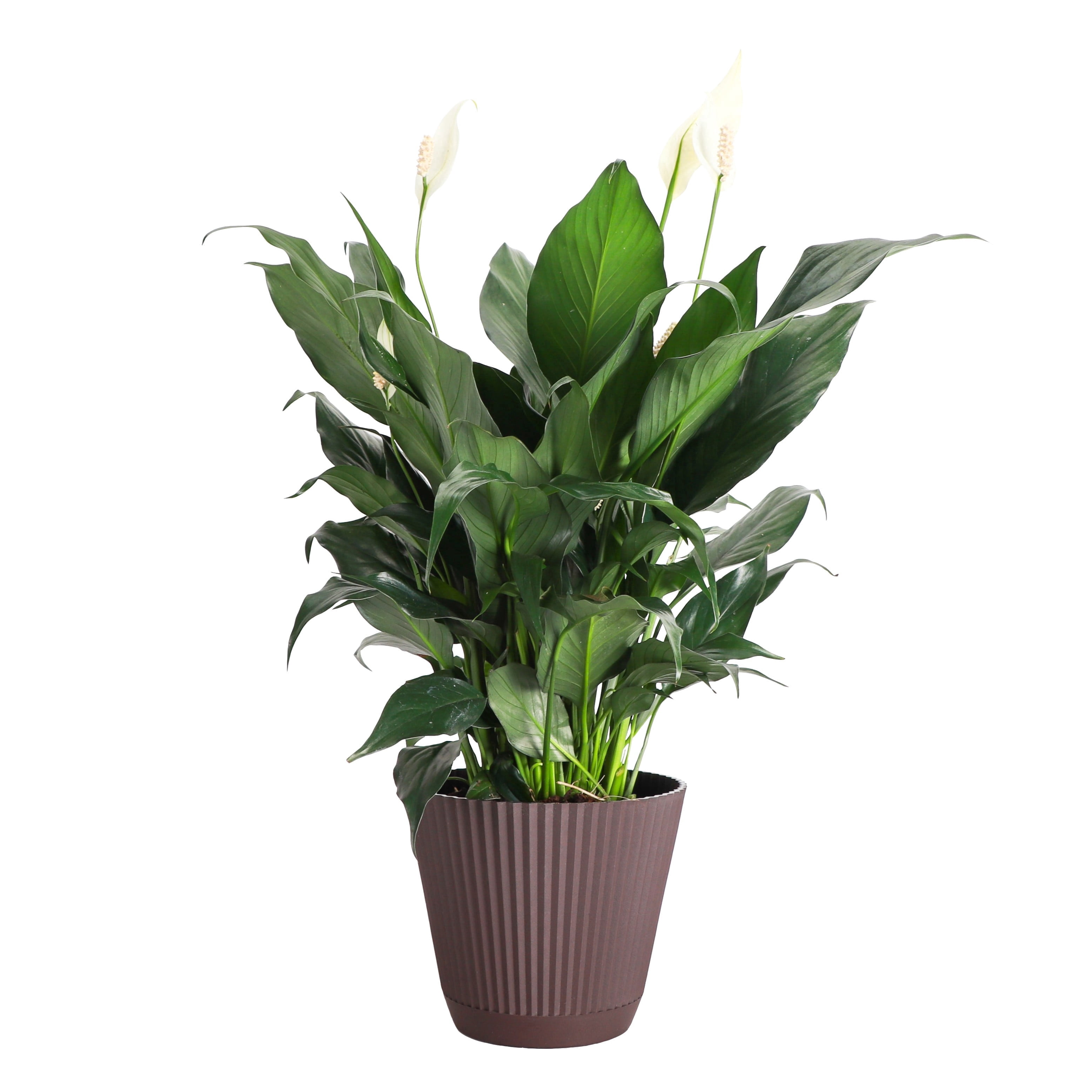 metal plant stand indoor 6-Tier Garden Cart Flower Rack Display Decor Pot Plant Holder