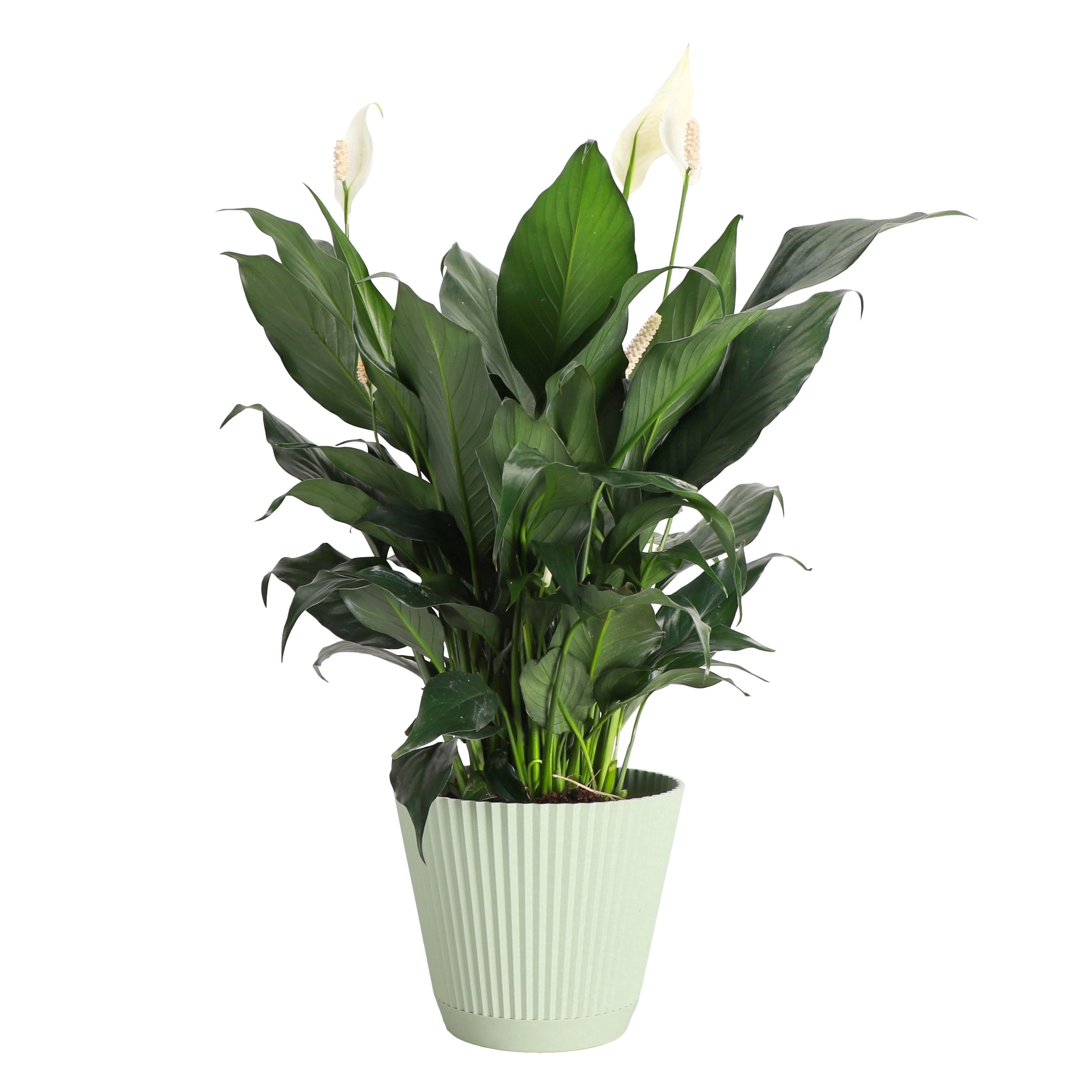 Thorsen's Greenhouse Live Peace Lily Plant - Air Purifying - Low Light - 6" Decorative Pot Cover