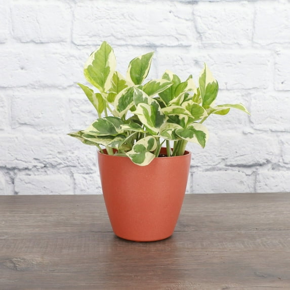 Live Pearls and Jade Pothos Plant - 4" Biodegradable Pot - Terra Cotta