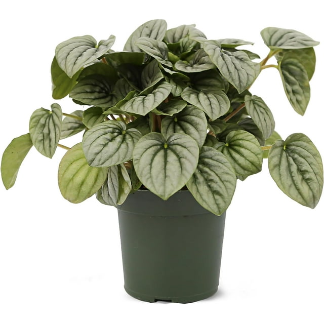 Live Peperomia Caperata Silver Heart, Ripple Peperomia, Radiator Plant