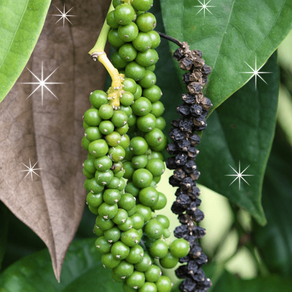 Live Pepper Plant 46 Inches Ta, Vegetable Pepper Starter Plant for Outdoor Garden, No Pot