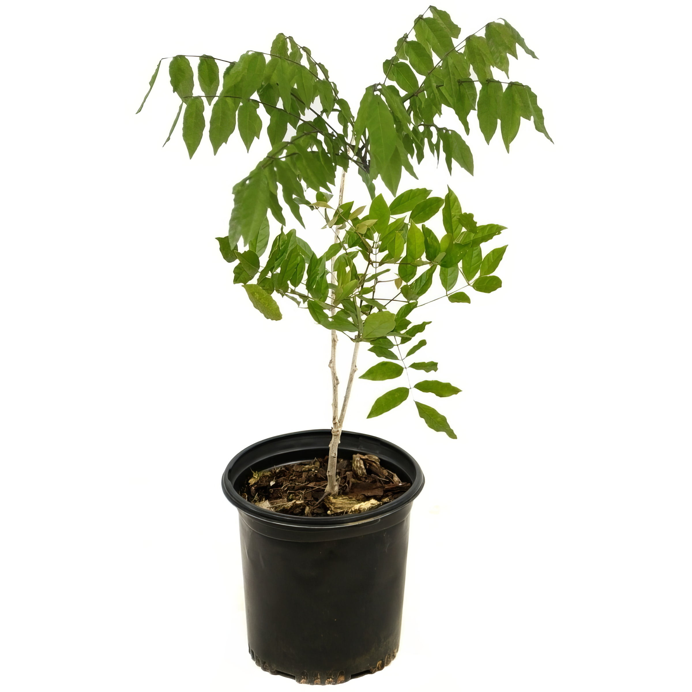 National Plant Network Live Perennial 1 gal Black Dragon Wisteria with Full Sunlight