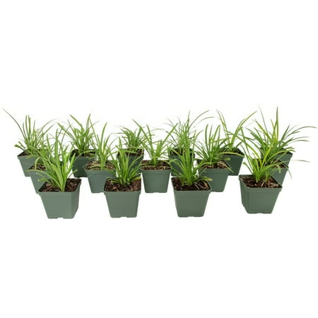 Live Perennial 4" Big Blue Liriope (15-Pack) with Full Sunlight