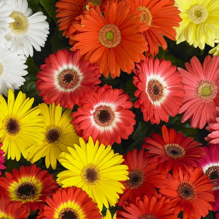 National Plant Network Live Perennial 4" Gerber Daisy Mega Revolution Mix with Full Sunlight (3-Pack)