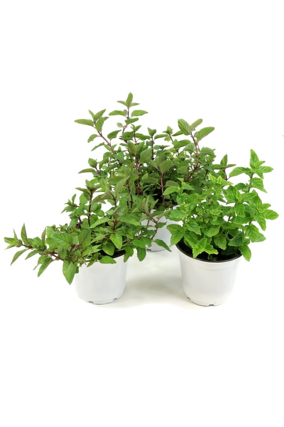 Live Perennial 4" Herb 'Chocolate Mint' (3-Pack) with Full Sunlight