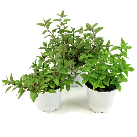 Live Perennial 4" Herb 'Peppermint' (3-Pack) with Full Sunlight
