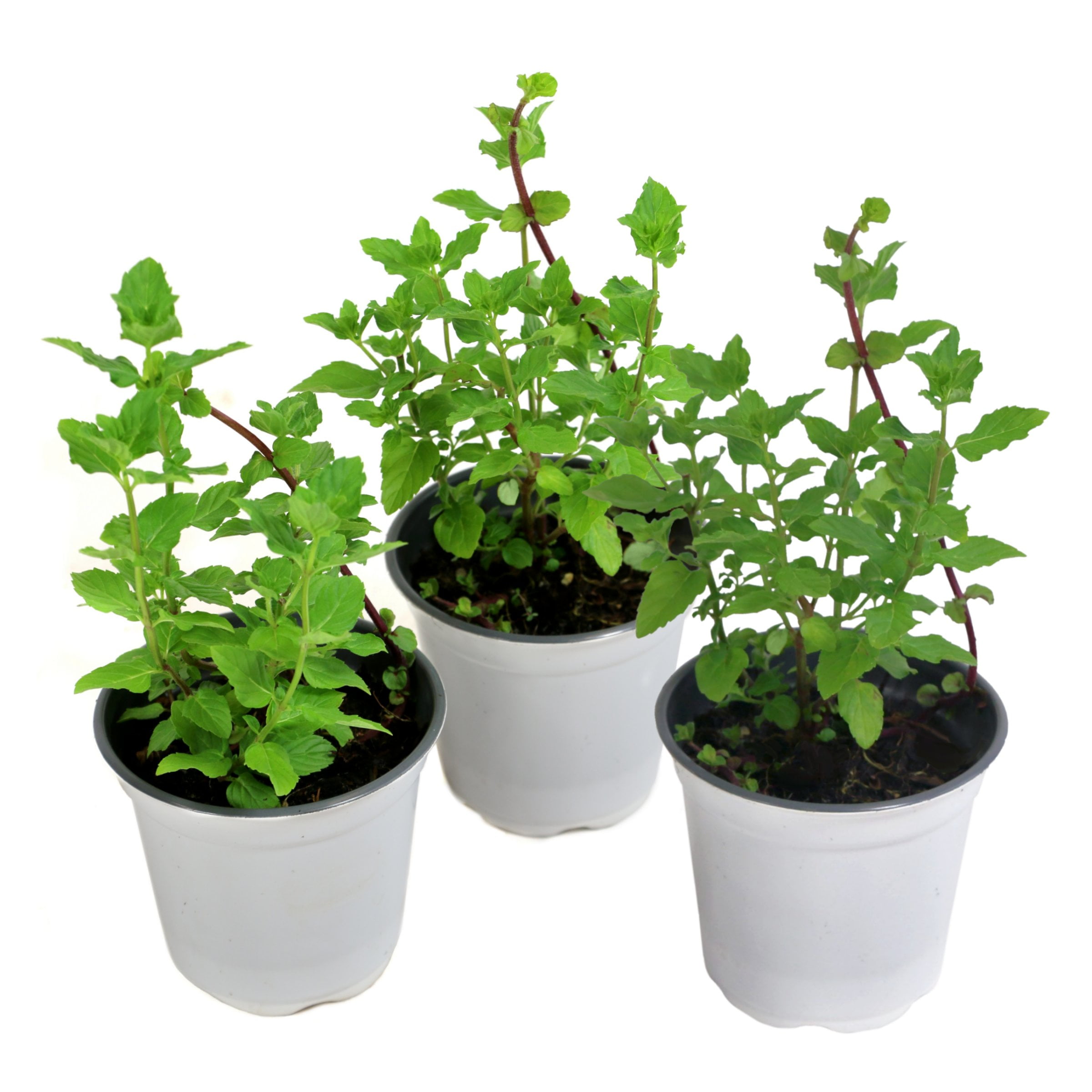 Live Perennial 4" Herb 'Spearmint' (3-Pack) with Full Sunlight