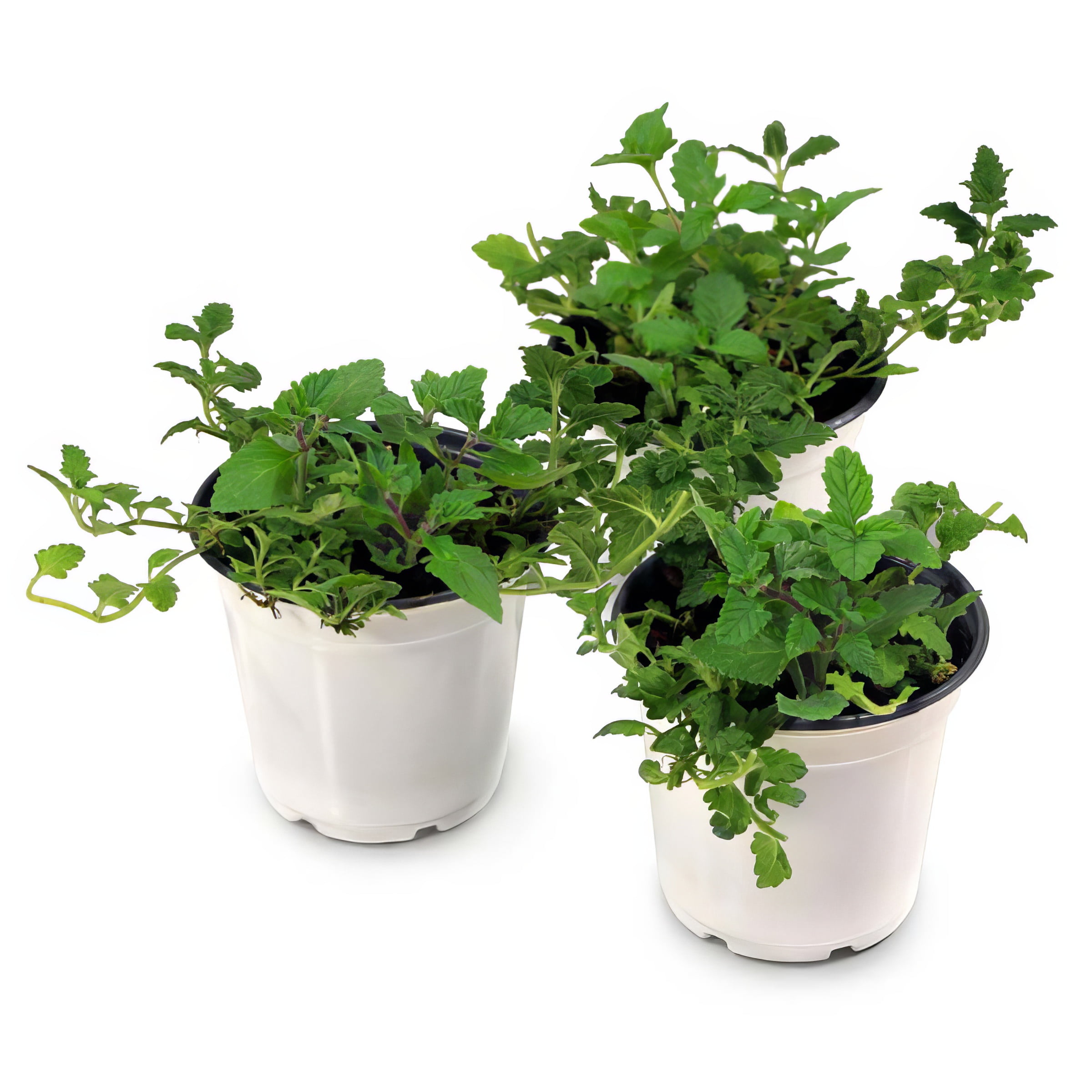 Live Perennial 4" Verbena EnduraScape Blue Improved (3-Pack) with Full Sunlight