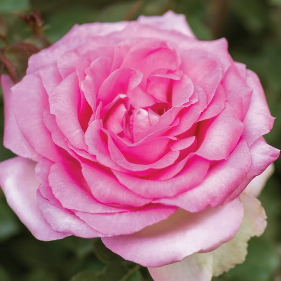 Live Perennial Bareroot Beverly Eleganza Rose Plant with Pink Flowers (2-Pack)