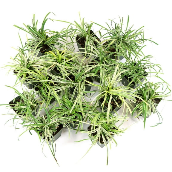 Live Perennial Grass 4" Variegated Liriope (15-Pack) with Full Sunlight