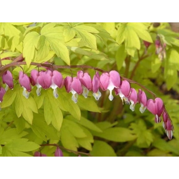 Live Perennial Plants - Dicentra Gold Heart + Lamprocapnos Spectabilis - [Qty: 10x Pint Pots] - (Click for Other Available Plants/Quantities)