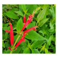  Live Perennial Plants Pineapple Sage + Salvia Elegans [Qty 10x