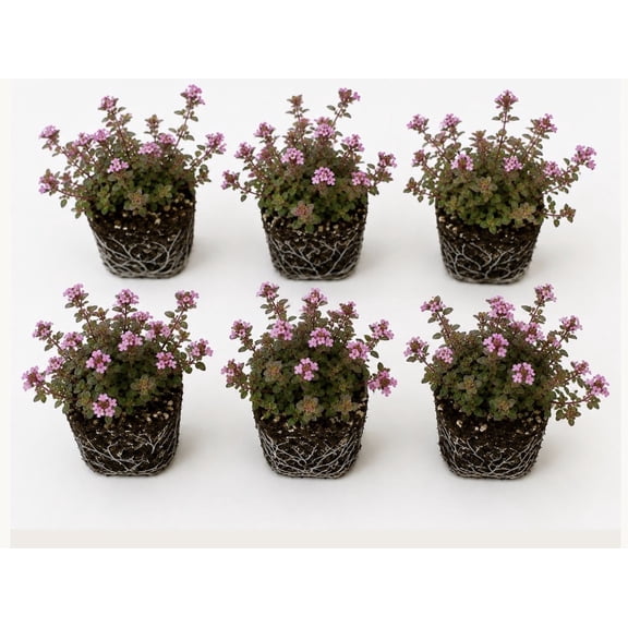 Live Perennial Red/Pink Creeping Thyme Seedlings: Ready-to-Plant, Starters, Plugs, Garden Ready, Live Plants, Transplants, 6 plants
