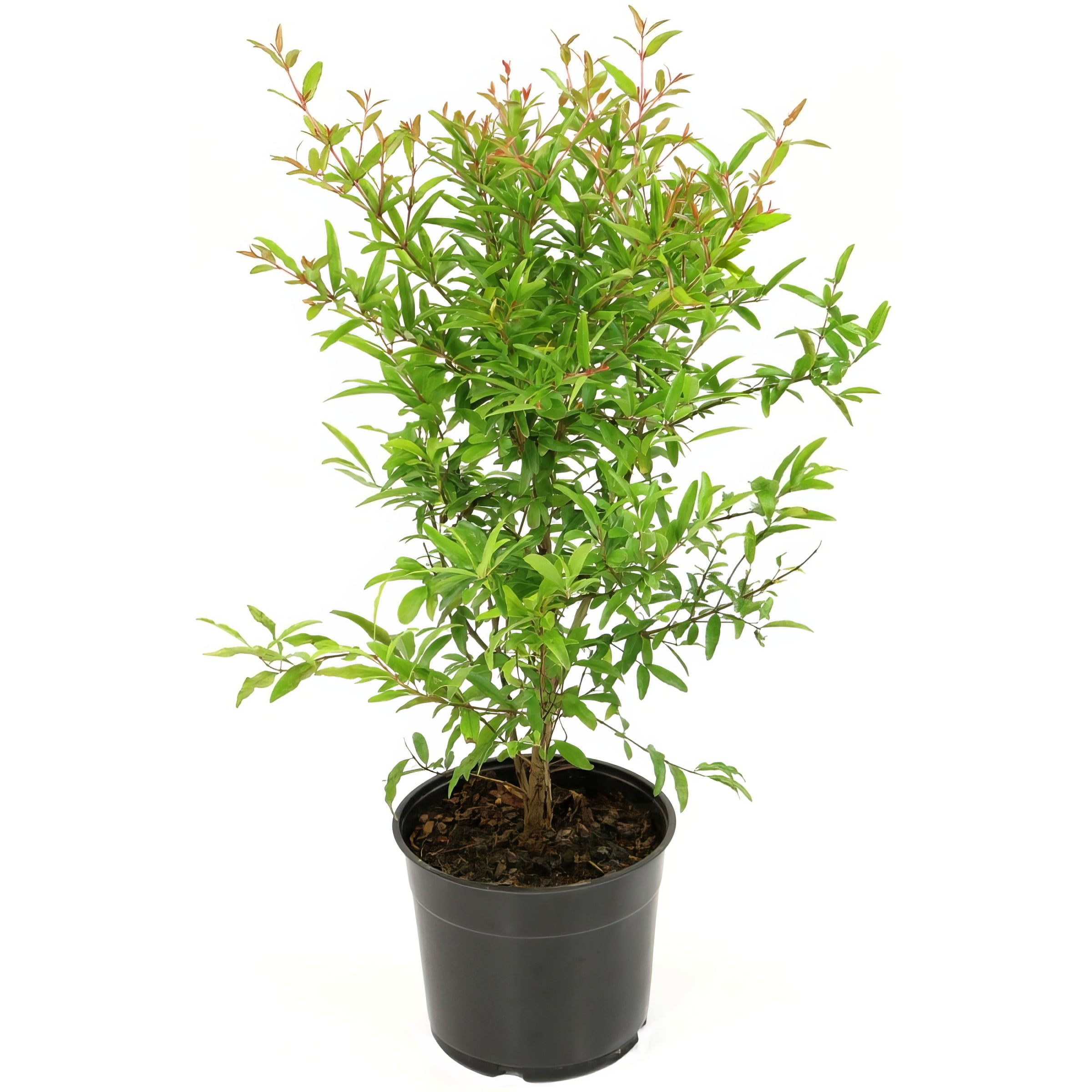 National Plant Network Live Perennial Shrub 1 gal Dwarf Pomegranate with Full Sunlight
