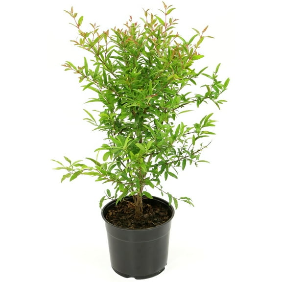 National Plant Network Live Perennial Shrub 1 gal Dwarf Pomegranate with Full Sunlight
