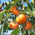 thumbnail image 1 of Live Persimmon Plants 8–10 inch Tall, Dormant Fuyu Persimmon Tree Live Plant for Outdoor Garden Planting, 1 of 6