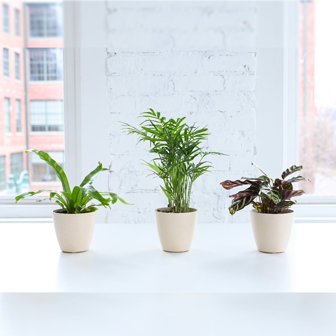 Live Pet Safe Houseplants - Set of 3 - 4" Diameter Decorative Pots -  Natural - Walmart.com