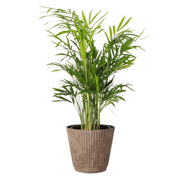 Live Pet Safe Parlor Palm Plant, Neantha Bella Palm, Easy Care 4 inch Diameter Live Plant Grown in USA