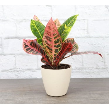 Live Petra Croton Plant - 4" Biodegradable Pot - Natural