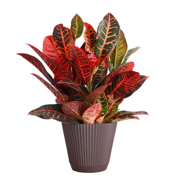 Live Petra Croton Plant - Air Purifying - 6" Decorative Pot Cover - Thorsen's Greenhouse