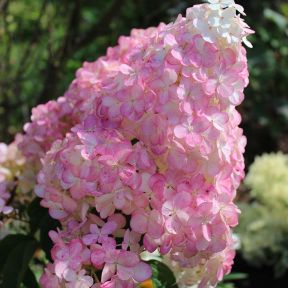 Live Phantom Hydrangea Plant in 2.5-Inch Pot, Live Flowering Plant, Dormant Hydrangea Seedlings, Vibrant Pink White Blooms