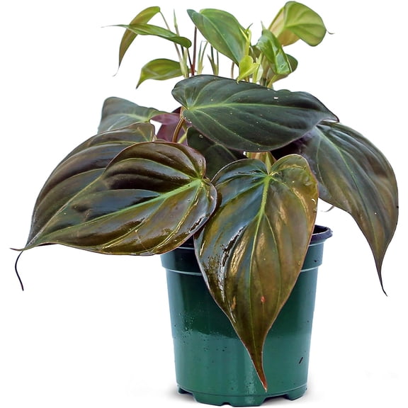 Live Philodendron Micans, Velvet Leaf Philodendron, Trailing Indoor Fully Rooted Air Purifying Houseplant, Birthday Gift, Christmas Gift, Office goft in 4" Pot