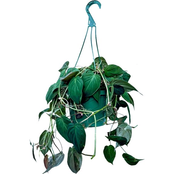 Live Philodendron Micans, Velvet Leaf Philodendron, Trailing Indoor Fully Rooted Air Purifying Houseplant, Birthday Gift, Christmas Gift, Office goft in 8" Hanging Basket