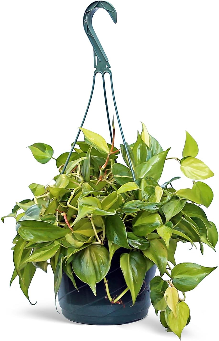 Live Philodendron Scandens Brazil, Brazilian Philodendron, Mother's Day  Gift, Plant Birthday Gift, Indoor Plant in Pot, Trailing Houseplant in 8"  Hanging Basket - Walmart.com