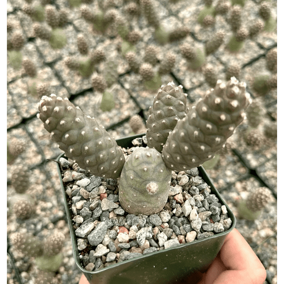 Live Pine Cone Cactus Plant  Tephrocactus Articulatus Cactus Plant  3"Pot