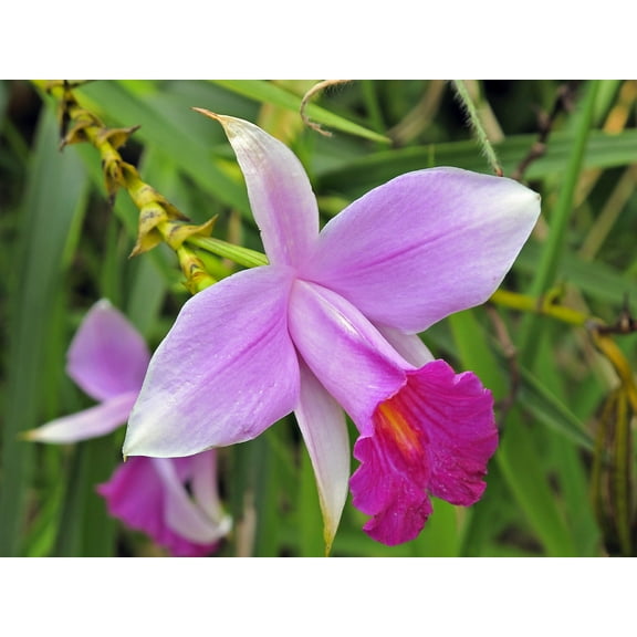 Live Pink Bamboo Orchid Plant Bulb 1 Pk,  2 Bulbs 2"-4" Long, Shade, Perennial, 3oz