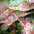 thumbnail image 1 of Live Pink Caladium Plant in Pot, Vibrant Pink Foliage for Growing, 3-5 Inch Tall, 1 of 5