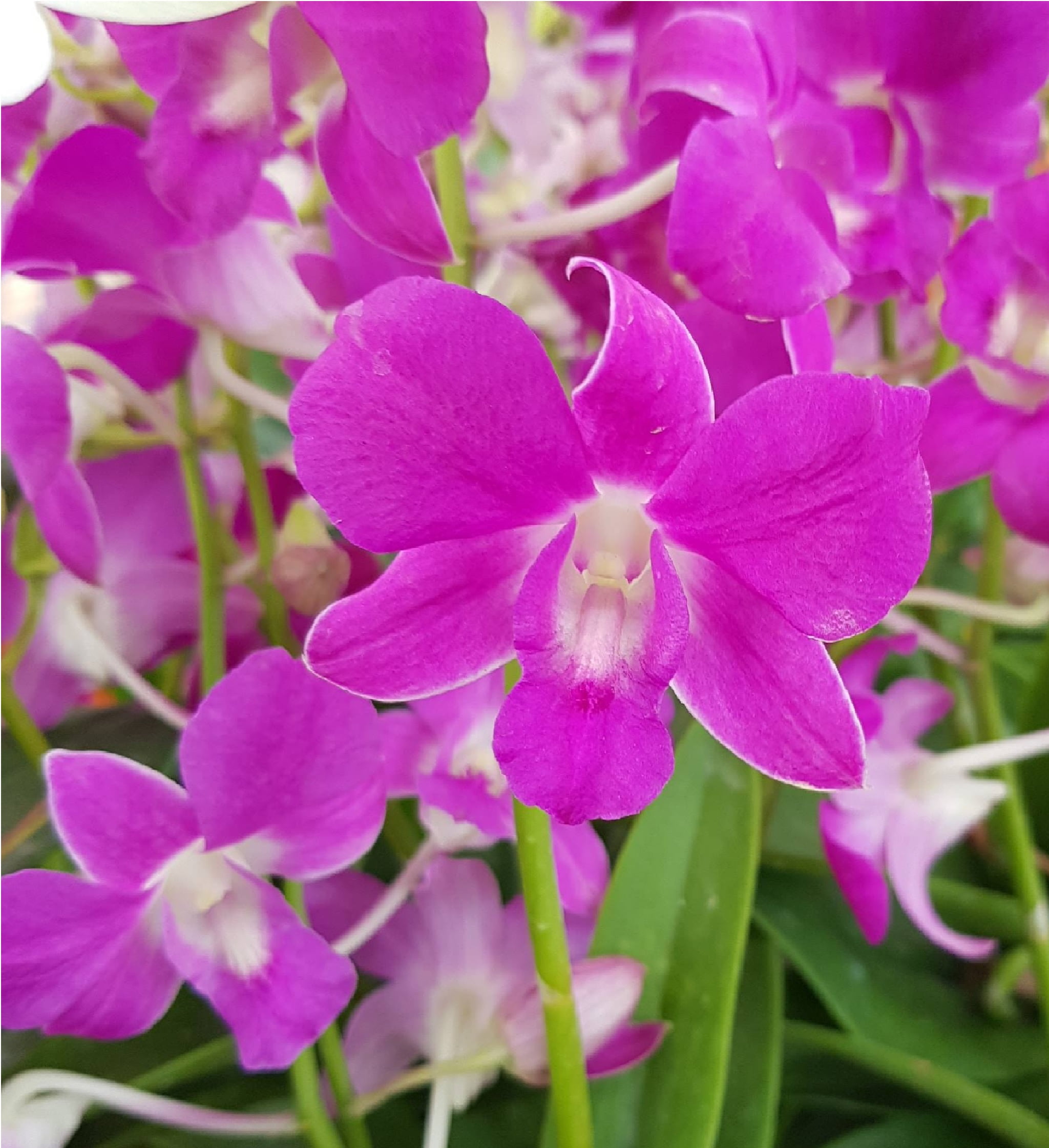 Live Pink Dendrobium Orchid Plant 4"8" Tall No Bloom Partial Sun