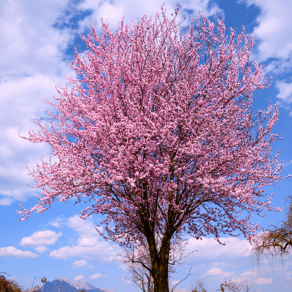 Live Pink Flowering Cherry Tree, Dormant Live Tree, 3 to 5 Inches Tall in 2.5'' Pot  for Outdoor Planting