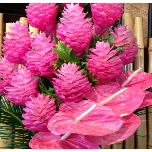 Live Pink Ginger Flower Plant Alpinia Purpurata 6"10" Tall Rooted in 2