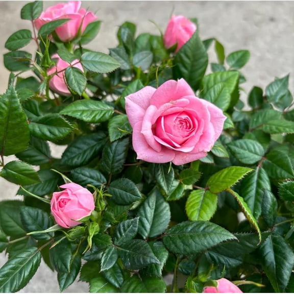 Miniature Roses for Patio and Garden Enjoy Colorful Fragrant Blooms