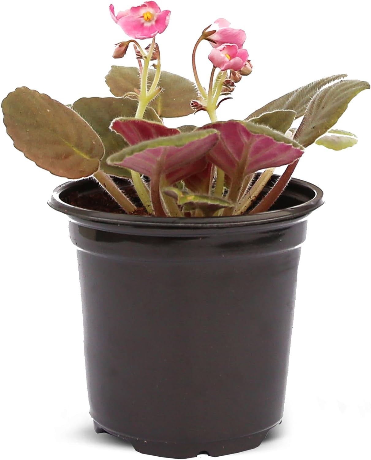 Live Pink Shade Violets, Blooming Plant, Housewarming Gift, Mom Birthday Gift, Gardening Gift, Sympathy Gift, Mother's Day Gift, Fully Rooted Indoor Plant in 4" Pot