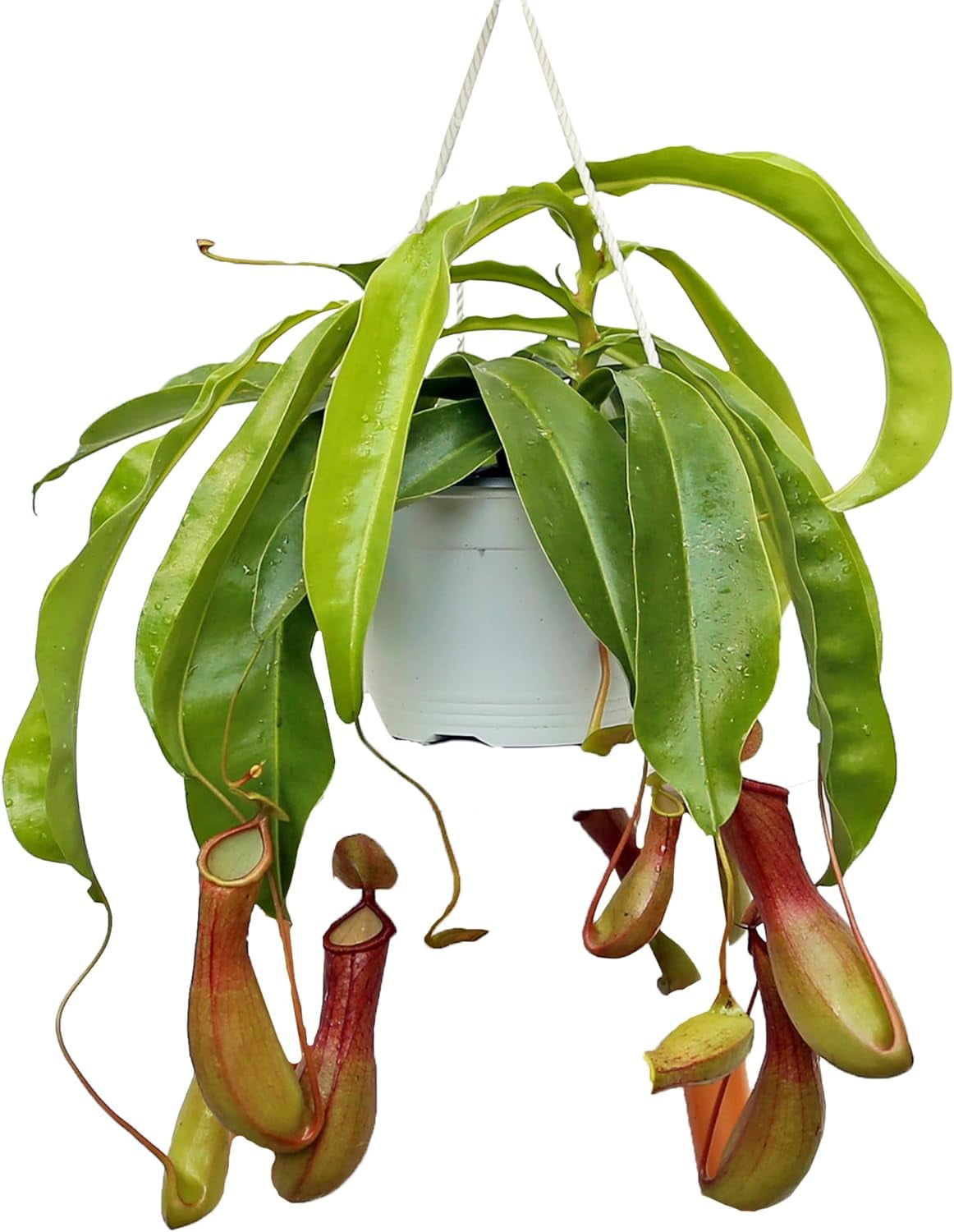Live Pitcher Plant, Nepenthes Houseplant, Monkey Cup, Unusual Rare Plant, Office Gift, Housewarming Gift, Fully Rooted Indoor Plant, Grandma Gift, Birthday Gift in 6" Hanging Basket