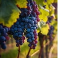 thumbnail image 1 of Live Plant - Concord Grape Vine Seedlings for Planting (3 Seedlings), 1 of 6