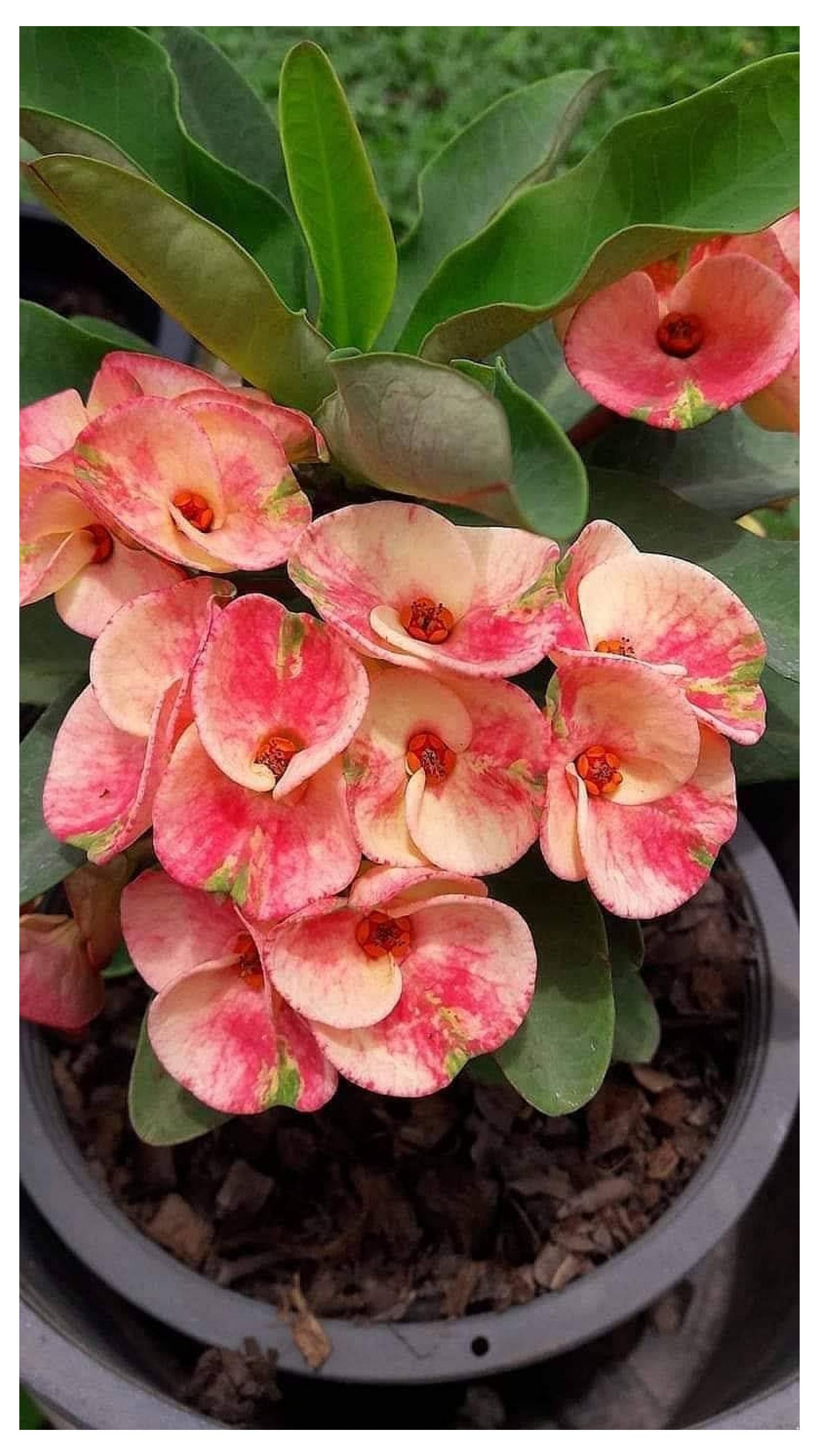 Live Plant, Euphorbia Milli, Crown of Thorns Plant, de Cristo planta ...