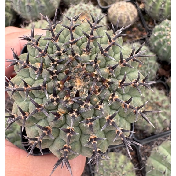 Live Plant - Gymnocalycium Bodenbenderianum, Cactus Rare Black Spine, Easy Care Succulent