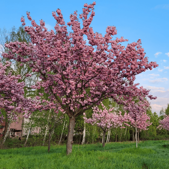 Live Plant Kwanzan Flowering Cherry Tree, Dormant Pink Flowering Tree in 2.5" Pot