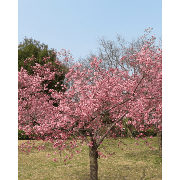 Live Plant Pink Flowering Cherry Tree, Dormant Flowering Cherry Tree in 2.5" Pot