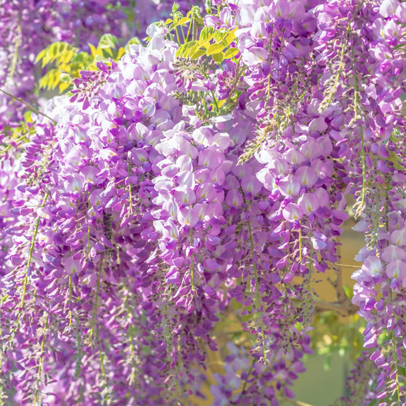 Purple Wisteria Blossom from 3 to 5", Fragrant Weeping Purple Flowering Vine for Planting