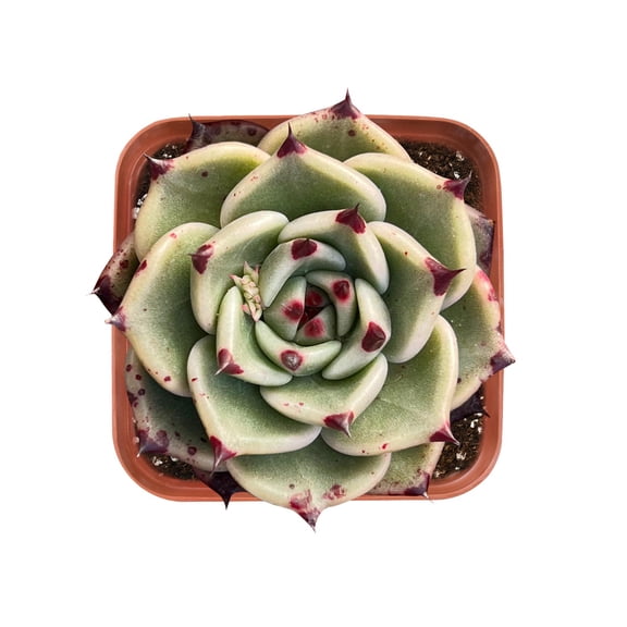 Live Plant Succulent,Echeveria Agavoides Halloween,Fully Rooted in 2" Pot,Healthy& Easy to Care,Rare gift