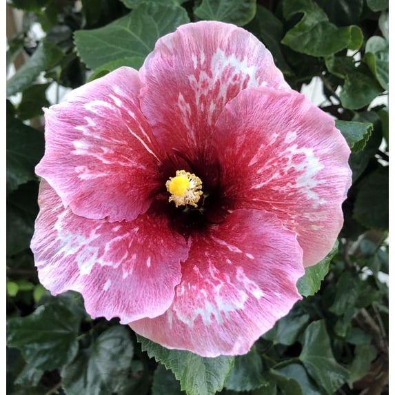 Live Plant! "Wine Press" Exotic Tropical Hibiscus Live Plant in 4" pot