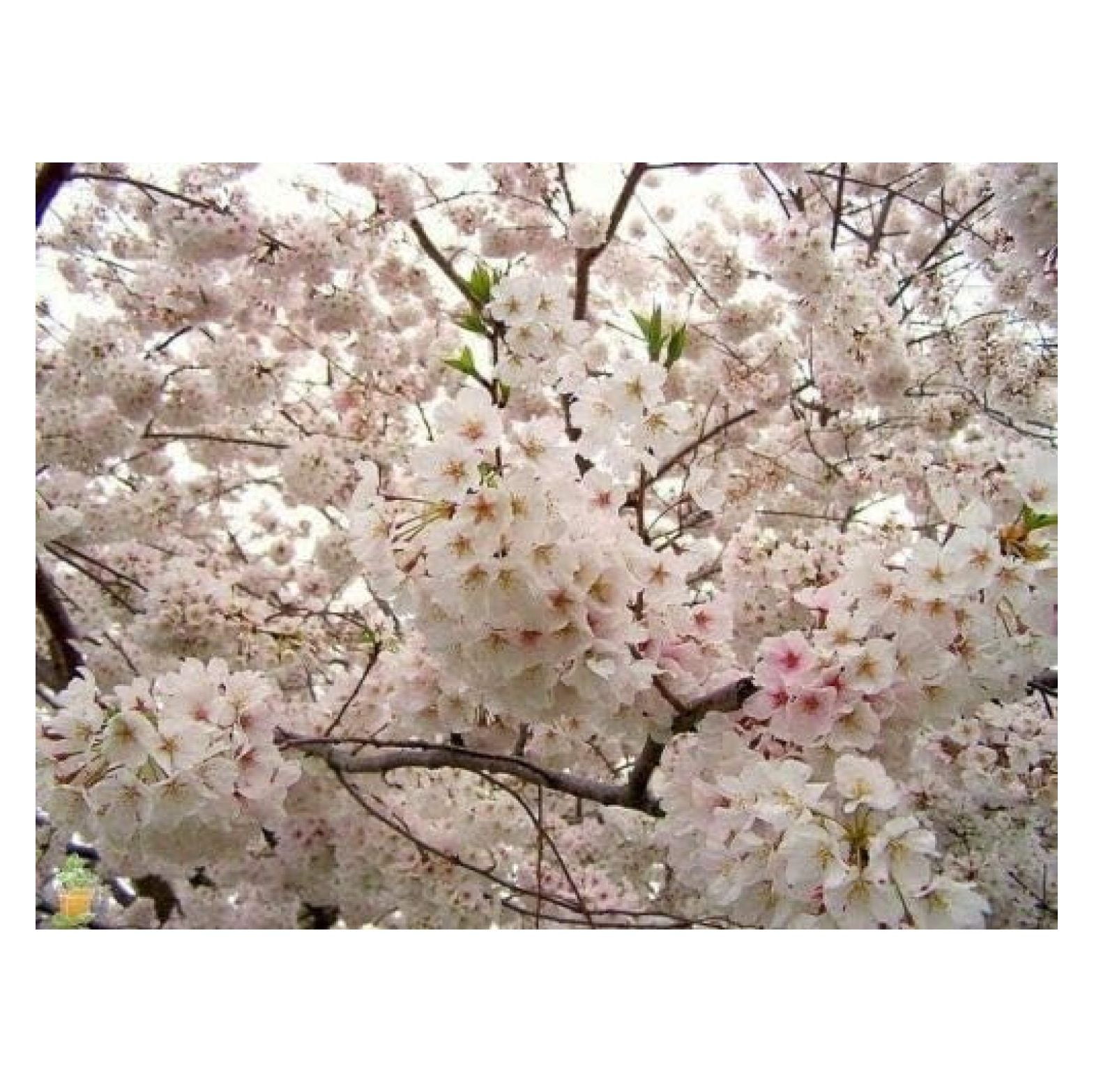 Live Plant Yoshino Flowering Cherry (YNKS) Tree Live Established Rooted 3 Plants in 2.5