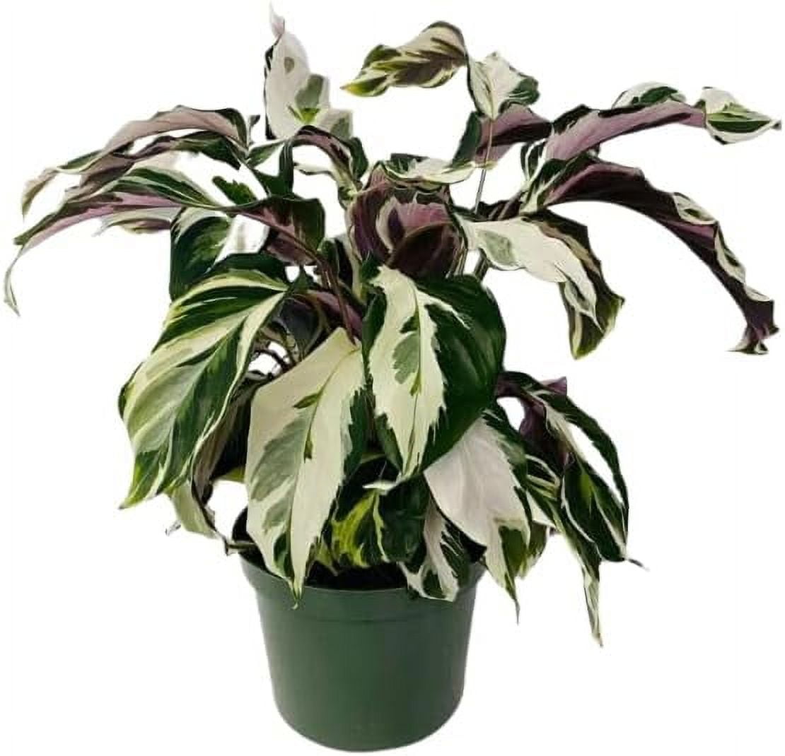 Live Plant in a 4 or 6" Inch Growers Pot, Live Indoor, Easy to Grow