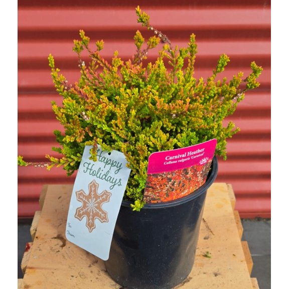 Carnival Scotch Heather - Calluna vulgaris Carnival | 1 Gallon Size Container | Green Promise